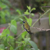 Hummingbird-The Sparkling Violetear-