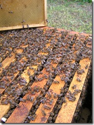 Rojení  a velikost včelstva 179