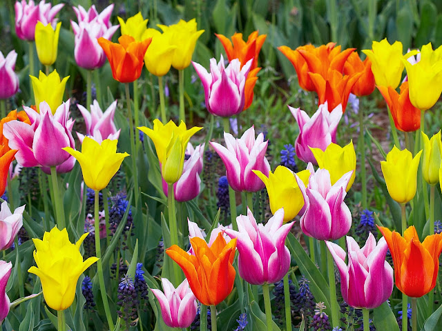 flores%20yellow.jpg