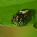 Jumping Spider