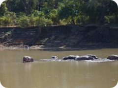 Hippos Luangua (59)