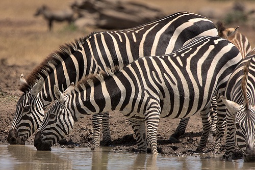 [zebras-safari-kenya[8].jpg]