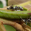 Caterpillar myrmecophytic interaction