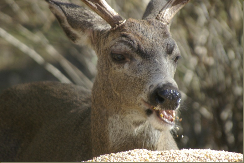 Deer Buddy with broken jaw