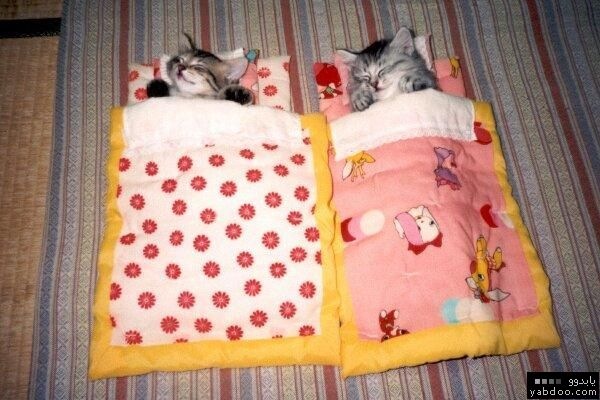 [cat4[2].jpg]
