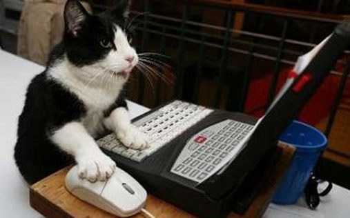 [cat6[2].jpg]
