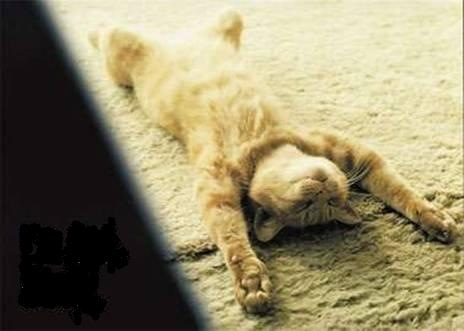[cat11[2].jpg]