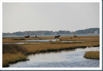 Assateague Island,10-10 121