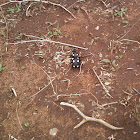 Six-spot ground beetle