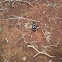 Six-spot ground beetle