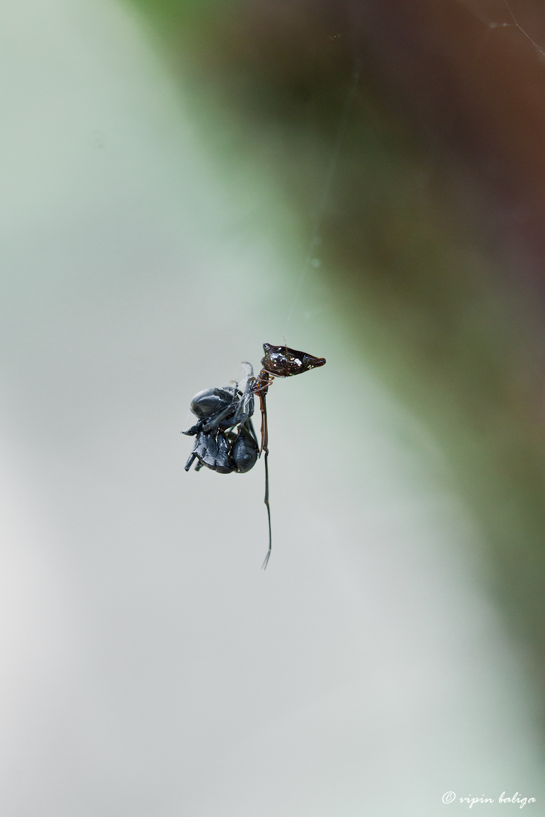Argyrodes ssp with prey - ID requested