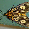 Two-spots Tiger Moth