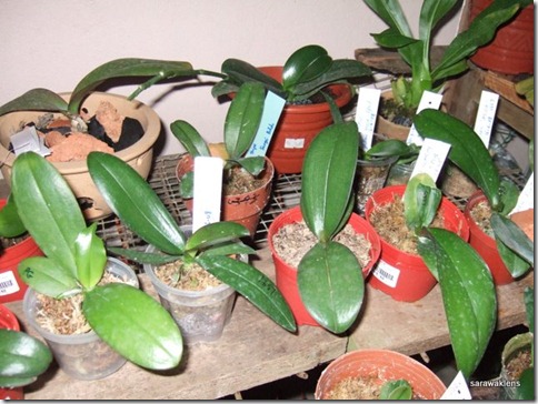 Phalaenopsis_seedlings (7)