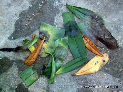 orchid_leaf_rot