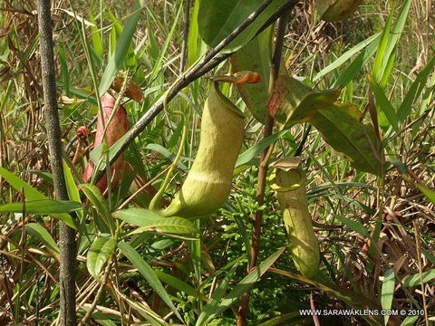 Nepenthes_mirabilis_gracilis929