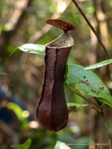 Nepenthes_gracilis_948