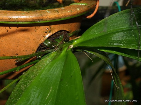 [Phalaenopsis_snails_orchid_pests_5[8].jpg]