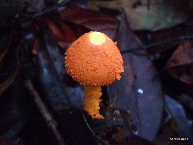 [Orange_mushroom2.jpg]