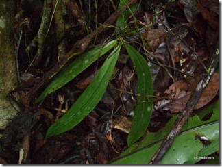 phalaenopsis orchid 5