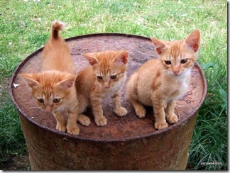 Three_Kittens_on_a_Barrel