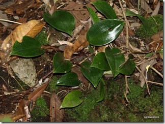 Bulbophyllum_reticulatum_6