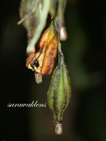 orchid_seeds
