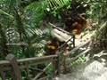 Pulau_Lakei_Bako_National_Park_24