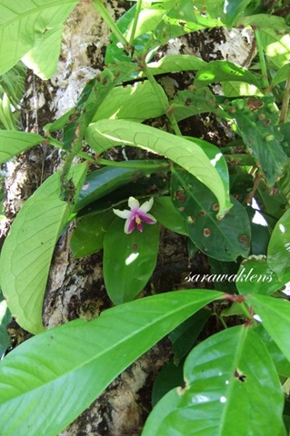 [Phalaenopsis_bellina_on_tree[2].jpg]