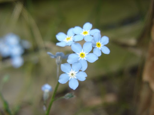 Photo Foto Alam Flowers Light Blue