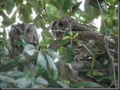 Look what the flooring guy found in the live oak tree in our front yard...two little owls!