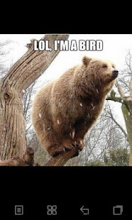 Funny Animal Pics(圖1)-速報App