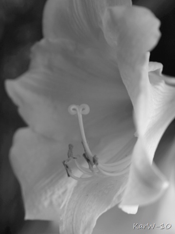 [vit amaryllis 006[10].jpg]