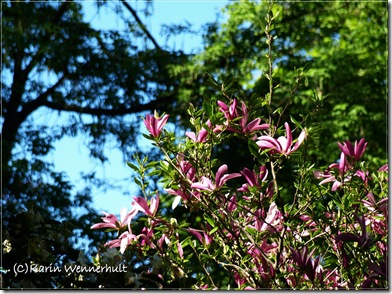 MagnoliaträdLilaSofiero1