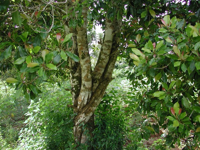 [Syzygium_aromaticum_on_tree 3[2].jpg]
