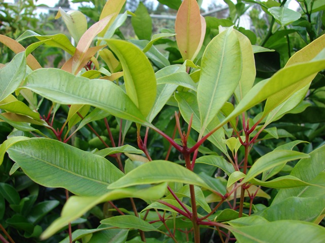 [Syzygium_aromaticum_on_tree 2[2].jpg]