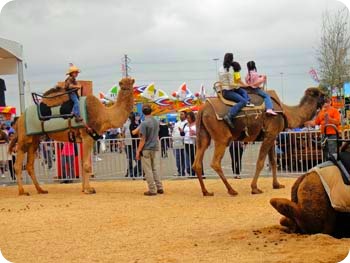 41-camel-ride