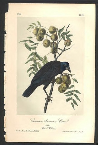 [Audubon birds2[4].jpg]