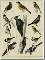 Audubon birds3