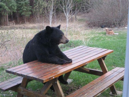 [Bear with no lunch[3].jpg]
