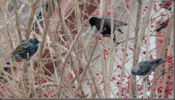 Starlings Eating Berries Closeup