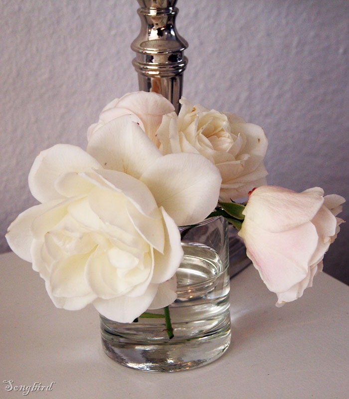 [last white roses[3].jpg]