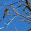 Eastern Bluebird