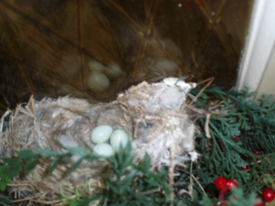nest2