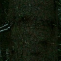 Firn tree