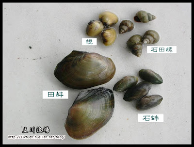 立川漁場blog 黃金蜆的故鄉