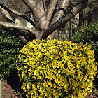Yellow shrub