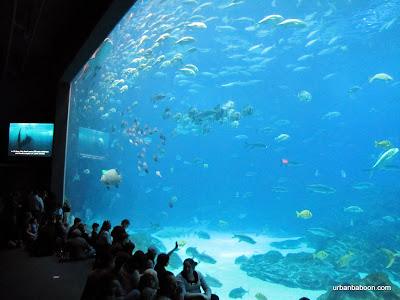 The Georgia Aquarium