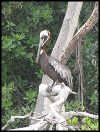 Pelican brun_adulte en plumage nuptial