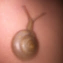 Apple snail