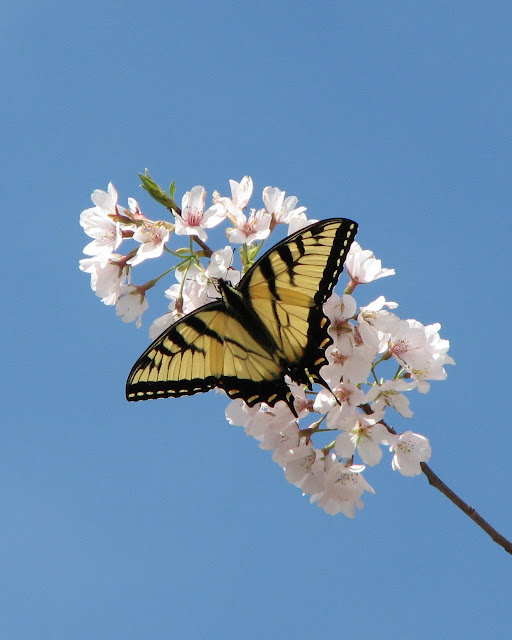 IMG_7580Cropped.JPG